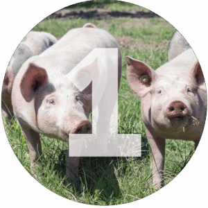 Stolzenhoff Foodmanufaktur - 12 gute Gründe