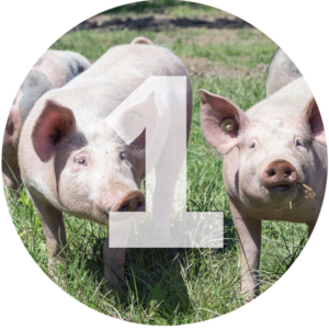 Stolzenhoff Foodmanufaktur - 12 gute GrĂĽnde