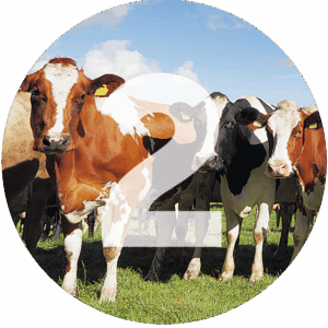 Stolzenhoff Foodmanufaktur - 12 gute Gründe