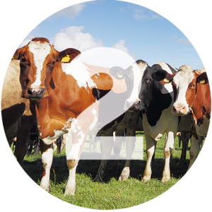 Stolzenhoff Foodmanufaktur - 12 gute GrĂĽnde